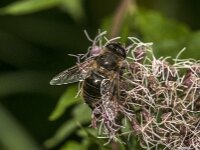 Eristalis tenax 125, Blinde bij, Saxifraga-Jan van der Straaten