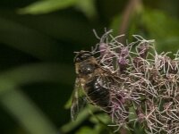 Eristalis tenax 126, Blinde bij, Saxifraga-Jan van der Straaten