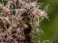 Eristalis tenax 128, Blinde bij, Saxifraga-Jan van der Straaten