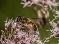 Eristalis tenax 129, Blinde bij, Saxifraga-Jan van der Straaten