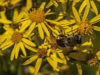 Eristalis tenax 87, Blinde bij, Saxifraga-Jan van der Straaten