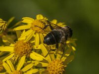 Eristalis tenax 88, Blinde bij, Saxifraga-Jan van der Straaten