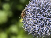 Eristalis tenax 89, Blinde bij, Saxifraga-Jan van der Straaten