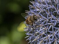 Eristalis tenax 90, Blinde bij, Saxifraga-Jan van der Straaten