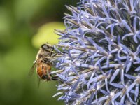 Eristalis tenax 91, Blinde bij, Saxifraga-Jan van der Straaten