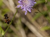 Eristalis tenax 93, Blinde bij, Saxifraga-Jan van der Straaten
