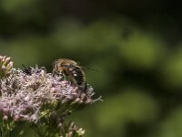 Eristalis tenax 94, Blinde bij, Saxifraga-Jan van der Straaten