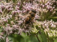 Eristalis tenax 95, Blinde bij, Saxifraga-Jan van der Straaten