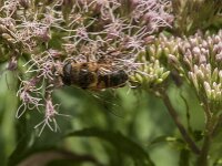 Eristalis tenax 96, Blinde bij, Saxifraga-Jan van der Straaten