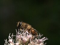 Eristalis tenax 98, Blinde bij, Saxifraga-Jan van der Straaten