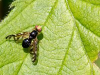 Euleia heraclei 3, Grote schermbloemboorvlieg, Saxifraga-Gerard de Jong : Euleia heraclei, Grote schermbloemboorvlieg, Insect, Macro, Overig, Saxifraga Beeldbank
