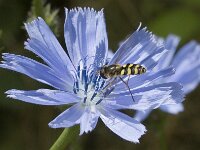 Eupeodes corollae 15, Terrasjeskommazweefvlieg, Saxifraga-Jan van der Straaten