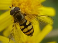 Eupeodes corollae 16, Terrasjeskommazweefvlieg, Saxifraga-Ben Delbaere  IICSA   II