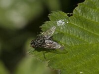 Graphomya maculata 13, Saxifraga-Jan van der Straaten