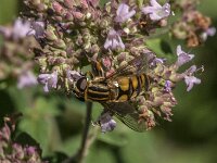 Helophilus hybridus 13, Moeraspendelvlieg, Saxifraga-Jan van der Straaten