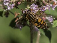 Helophilus hybridus 19, Moeraspendelvlieg, Saxifraga-Jan van der Straaten