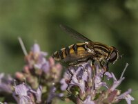 Helophilus hybridus 24, Moeraspendelvlieg, Saxifraga-Jan van der Straaten