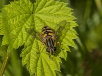 Helophilus pendulus 49, Gewone pendelvlieg, Saxifraga-Jan van der Straaten