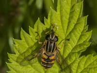 Helophilus pendulus 50, Gewone pendelvlieg, Saxifraga-Jan van der Straaten