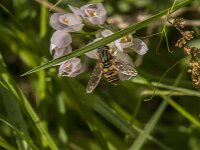 Helophilus pendulus 52, Gewone pendelvlieg, Saxifraga-Jan van der Straaten