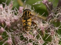 Helophilus pendulus 53, Gewone pendelvlieg, Saxifraga-Jan van der Straaten