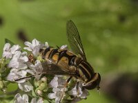 Helophilus pendulus 54, Gewone pendelvlieg, Saxifraga-Jan van der Straaten