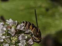 Helophilus pendulus 55, Gewone pendelvlieg, Saxifraga-Jan van der Straaten