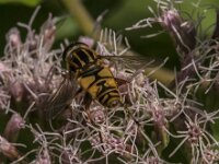 Helophilus pendulus 56, Gewone pendelvlieg, Saxifraga-Jan van der Straaten