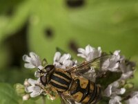 Helophilus pendulus 58, Gewone pendelvlieg, Saxifraga-Jan van der Straaten