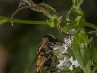 Helophilus pendulus 59, Gewone pendelvlieg, Saxifraga-Jan van der Straaten