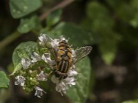 Helophilus pendulus 60, Gewone pendelvlieg, Saxifraga-Jan van der Straaten