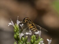 Helophilus pendulus 61, Gewone pendelvlieg, Saxifraga-Jan van der Straaten