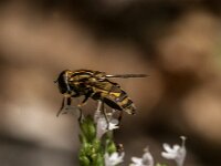Helophilus pendulus 63, Gewone pendelvlieg, Saxifraga-Jan van der Straaten