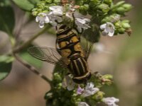 Helophilus pendulus 64, Gewone pendelvlieg, Saxifraga-Jan van der Straaten