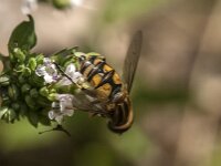 Helophilus pendulus 65, Gewone pendelvlieg, Saxifraga-Jan van der Straaten
