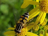 Helophilus trivittatus 43, Citroenpendelvlieg, Saxifraga-Ben Delbaere