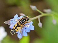 Helophilus trivittatus 44, Citroenpendelvlieg, Saxifraga-Tom Heijnen
