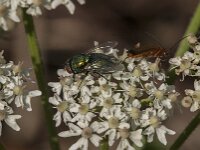 Lucilia sericata 2, Groene vleesvlieg, Saxifraga-Jan van der Straaten