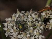 Lucilia sericata 4, Groene vleesvlieg, Saxifraga-Jan van der Straaten