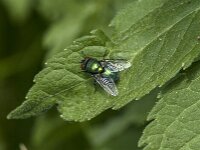 Lucilia sp 17, Vleesvlieg, Saxifraga-Jan van der Straaten