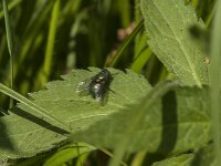 Lucilia sp 18, Vleesvlieg, Saxifraga-Jan van der Straaten