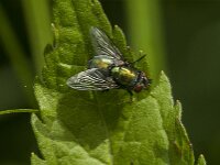 Lucilia sp 19, Vleesvlieg, Saxifraga-Jan van der Straaten