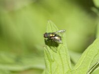 Lucilia sp 20, Vleesvlieg, Saxifraga-Jan van der Straaten