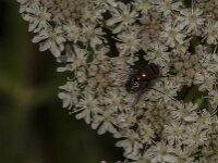 Lucilia sp 22, Vleesvlieg, Saxifraga-Jan van der Straaten