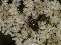 Lucilia sp 23, Vleesvlieg, Saxifraga-Jan van der Straaten