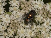 Lucilia sp 24, Vleesvlieg, Saxifraga-Jan van der Straaten