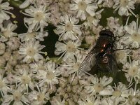 Lucilia sp 25, Vleesvlieg, Saxifraga-Jan van der Straaten