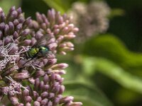Lucilia sp 26, Vleesvlieg, Saxifraga-Jan van der Straaten