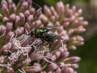 Lucilia sp 27, Vleesvlieg, Saxifraga-Jan van der Straaten