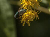 Lucilia sp 29, Vleesvlieg, Saxifraga-Jan van der Straaten